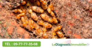 VALIDITÉ DU DIAGNOSTIC TERMITES